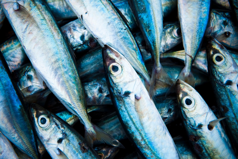 sardine