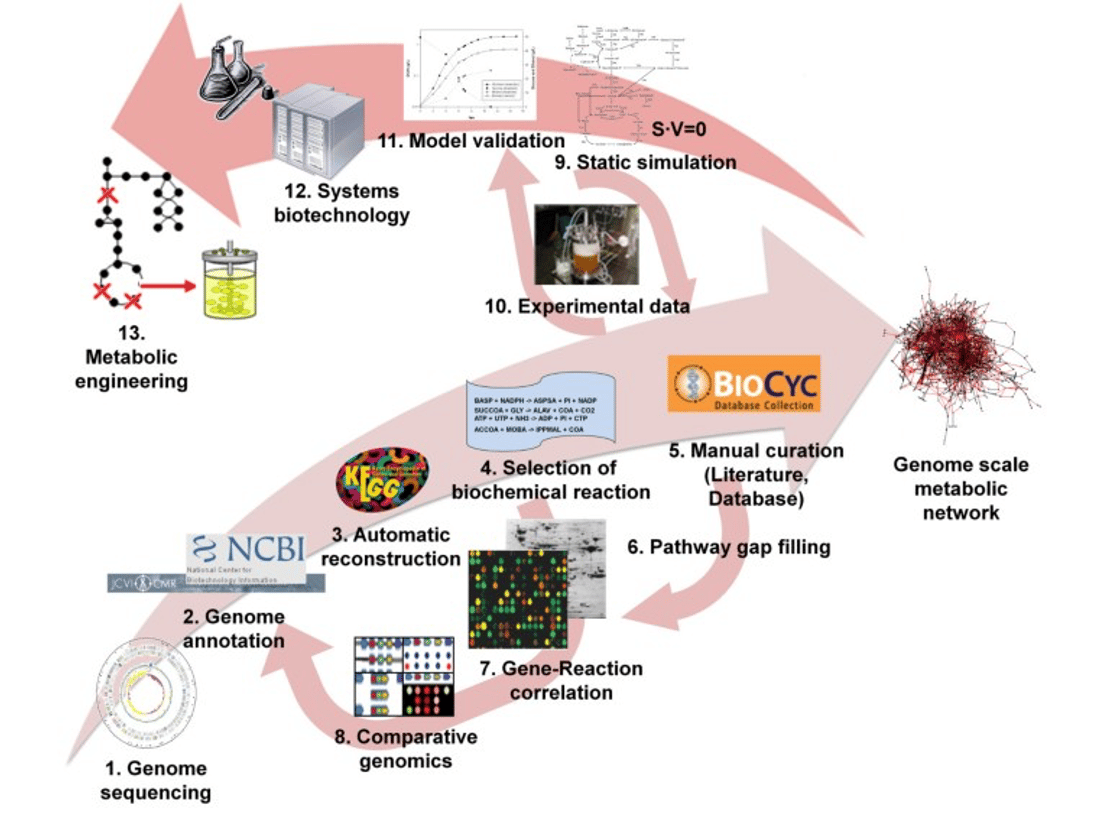 Procedura per la realizzazione di una GEM. Credits: BMC.