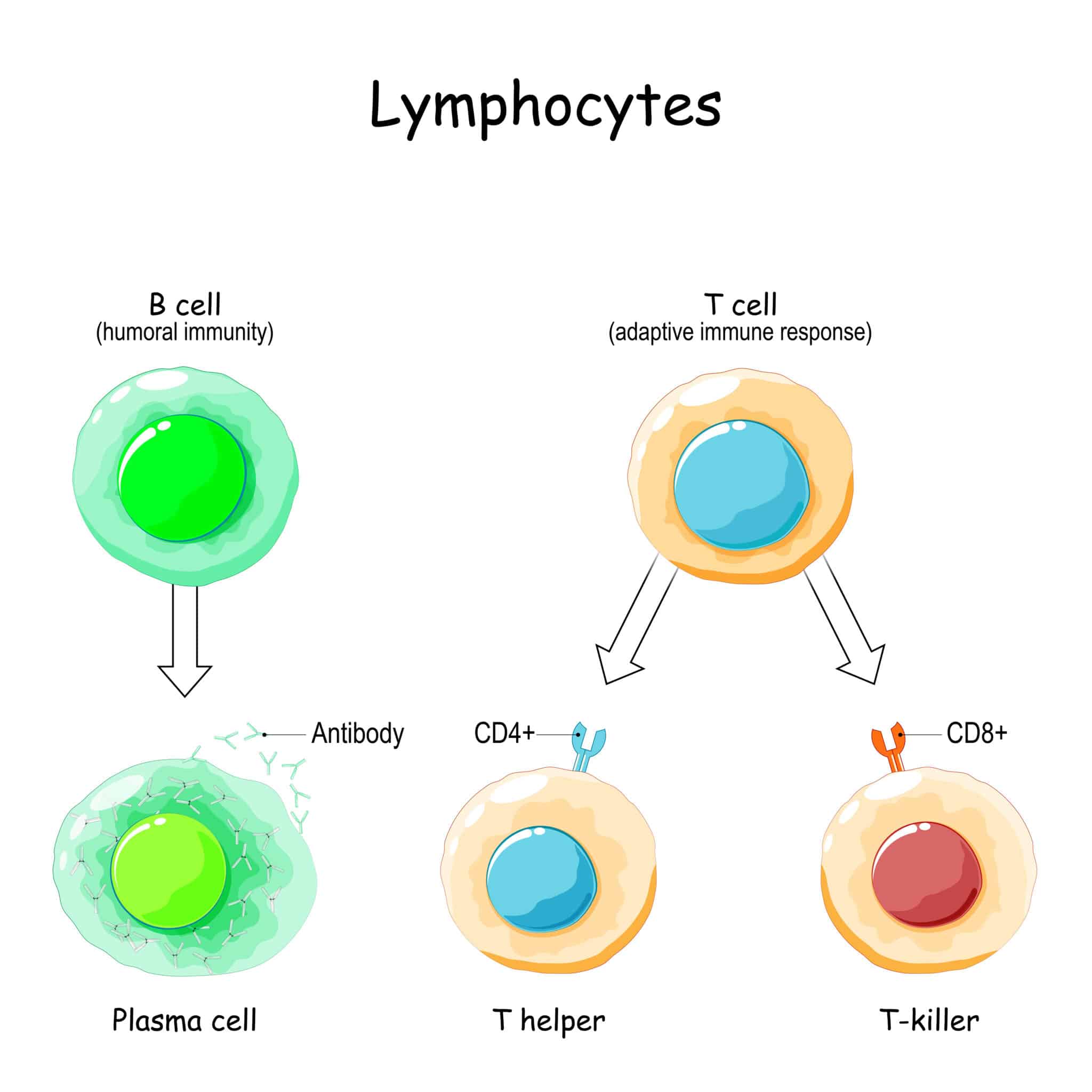 immunità innata o acquisita risposta immunitaria