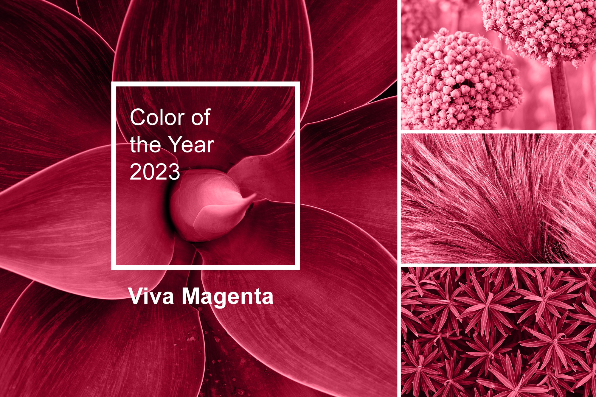 Viva Magenta, ecco l'unconventional color del 2023 secondo Pantone