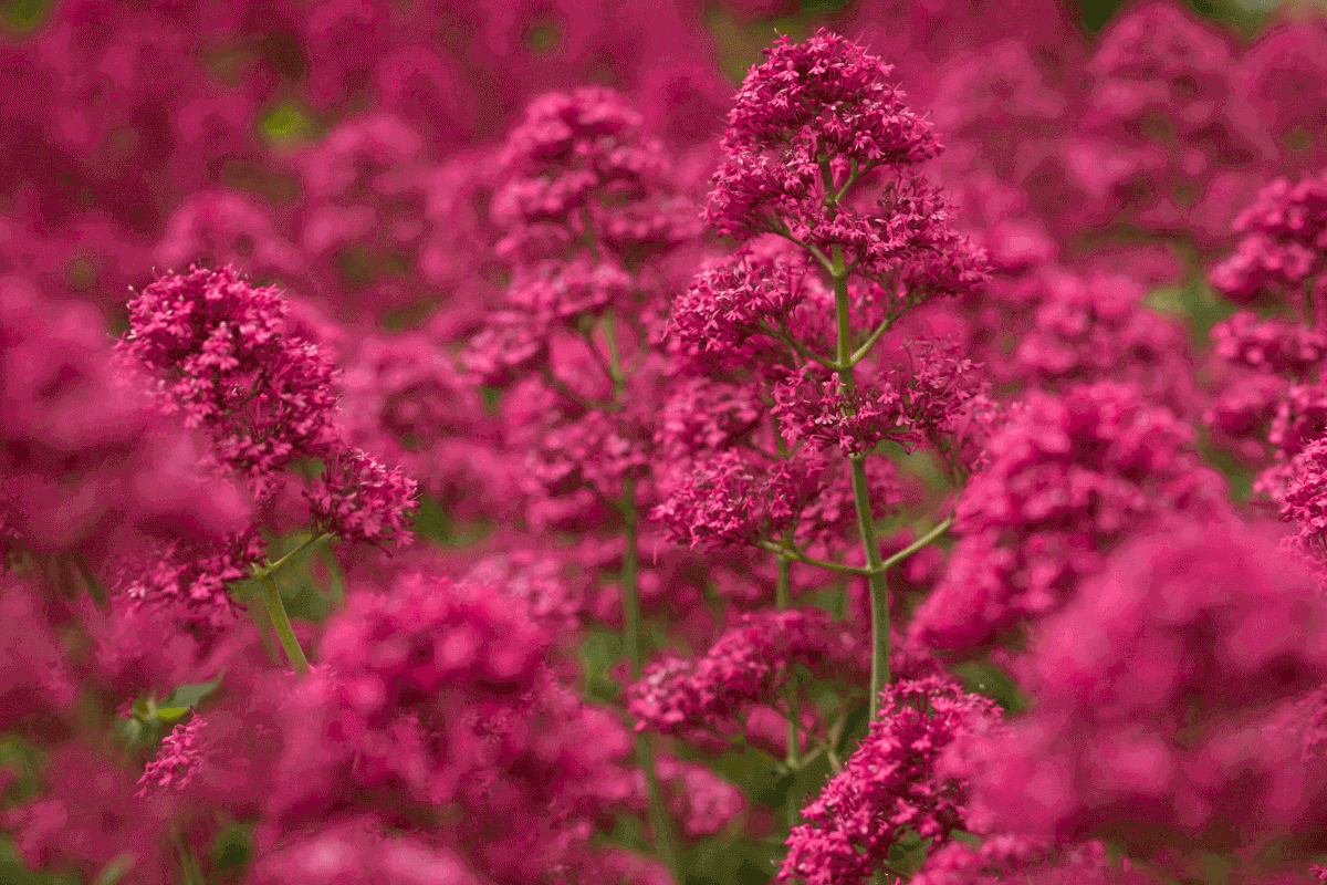 Viva Magenta, ecco l'unconventional color del 2023 secondo Pantone