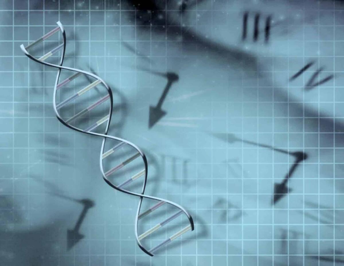 Ciclo vitale biologico degli animali, scoperto l'orologio che lo regola - 