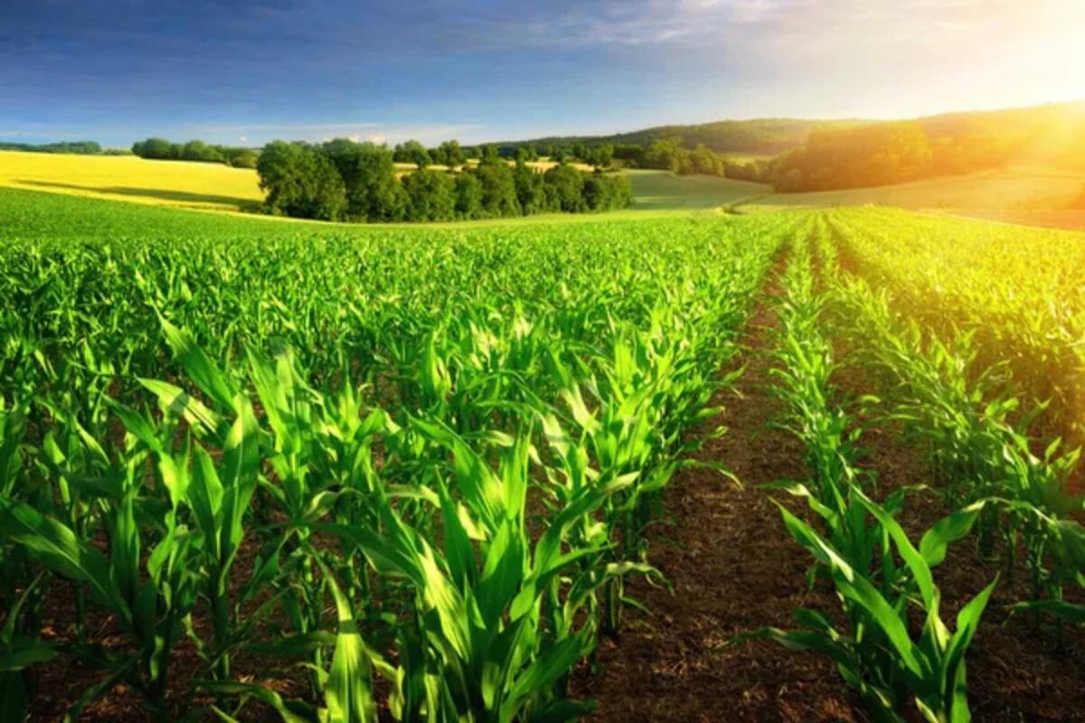 Cambiamento climatico, in che modo incide sull'agricoltura? - Depositphotos