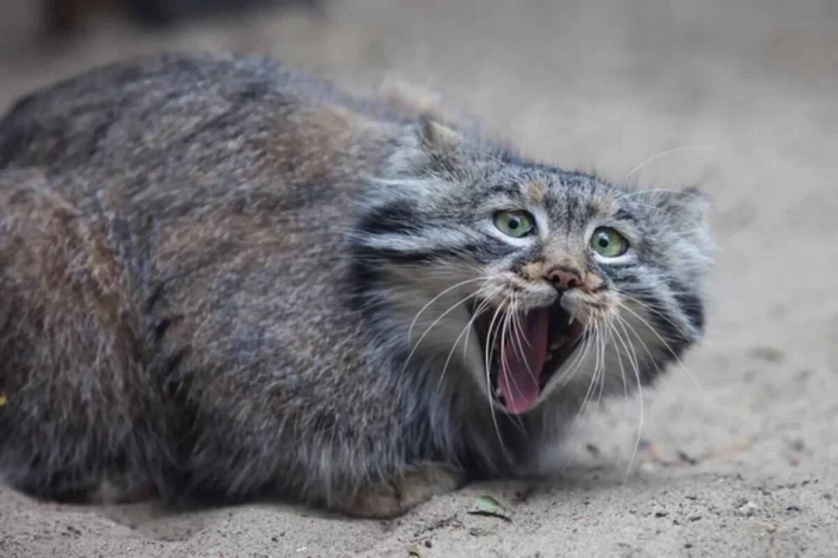 Due gatti vivono sul monte Everest: è una specie rara in via di estinzione - 