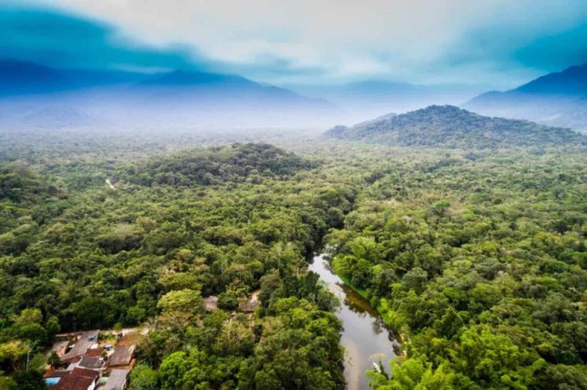 Foresta amazzonica: la minaccia del degrado e della deforestazione - 