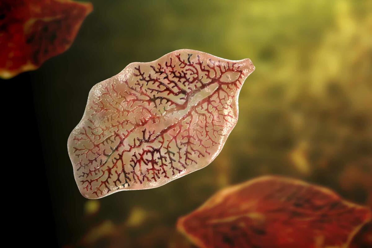 Il parassita che manipola la mente e spinge alla morte dell'ospite - Fasciola hepatica, or liver fluke, 3D illustration. A parasitic trematode worm that causes fasciolosis, an infection of liver