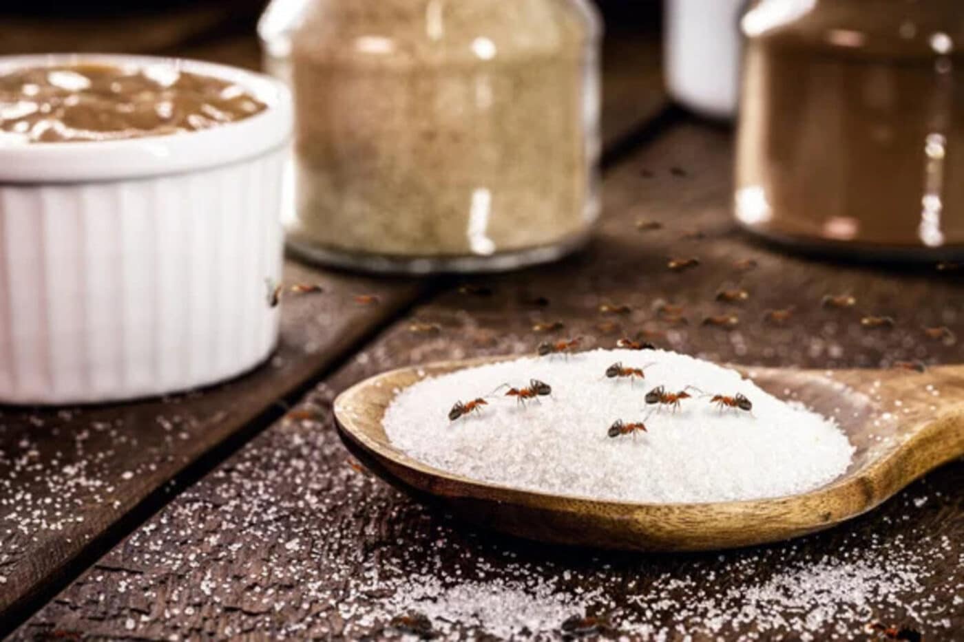 Insetti a tavola? Nei supermercati è arrivata la farina di grilli