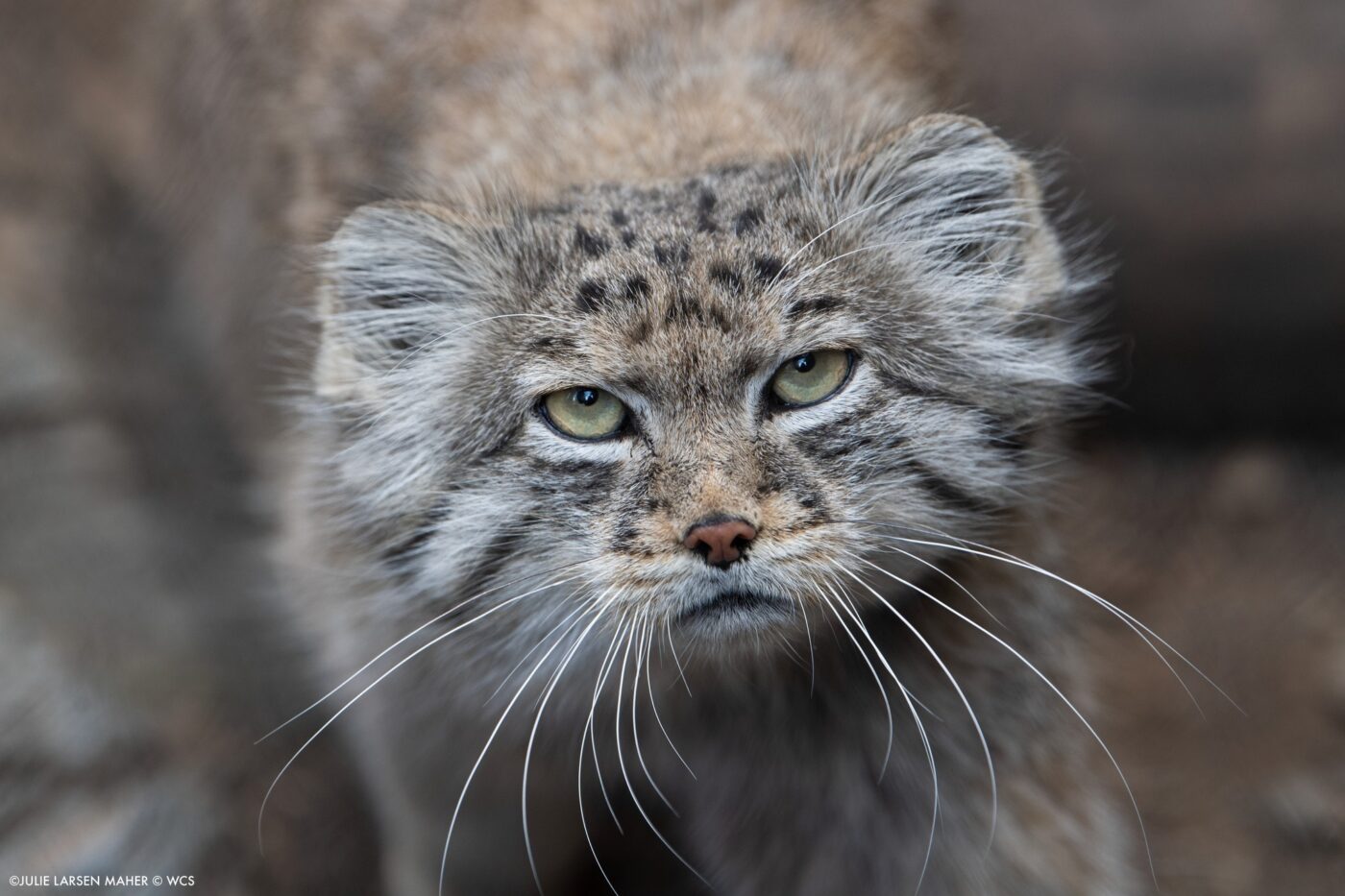 Fonte: Wildlife Conservation Society