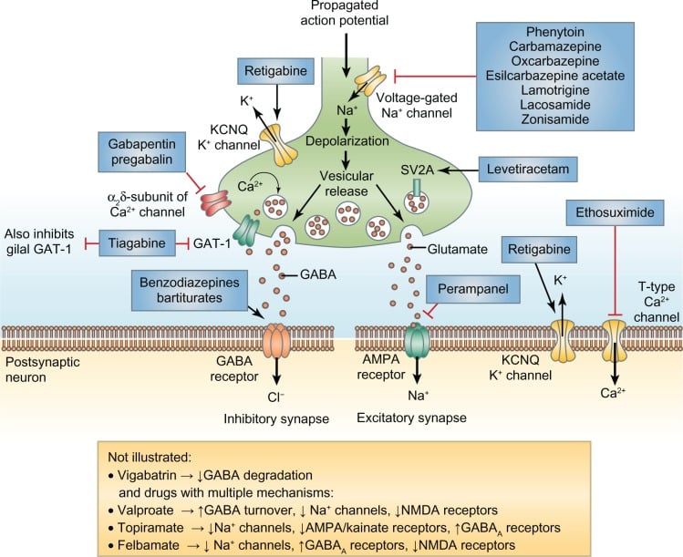 In figura, dentro alle caselle blu, sono mostrati i principi attivi dei farmaci antiepilettici più utilizzati e il loro intervento sulla sinapsi, il legame fra neuroni. Credit: EN1 NEURO