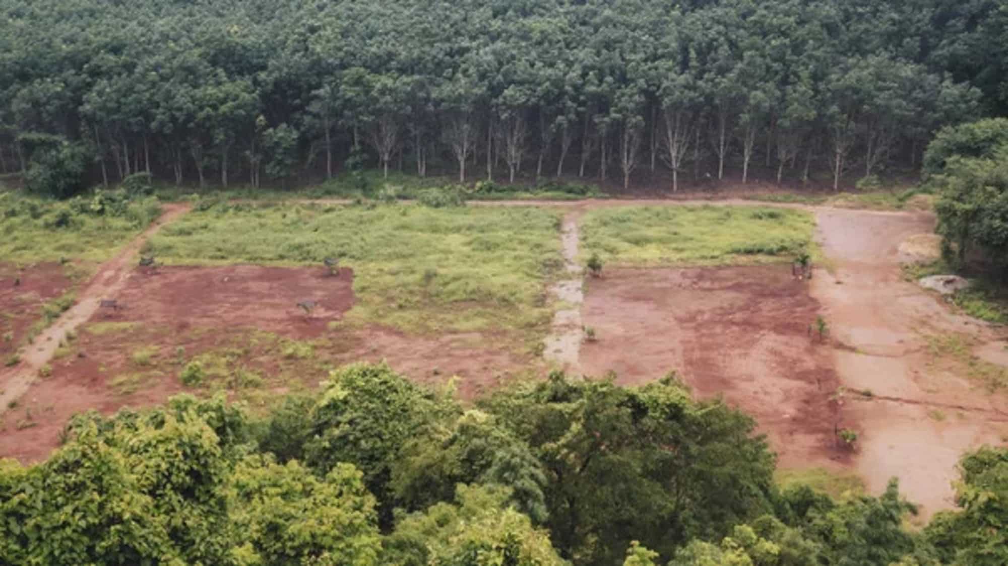 Foresta amazzonica: la minaccia del degrado e della deforestazione