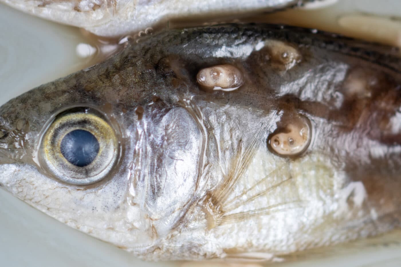 parassita