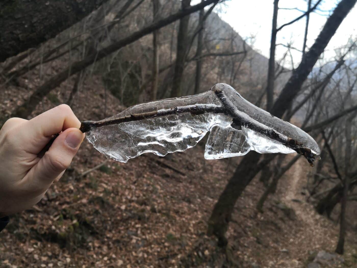 La superficie di un ramoscello in prossimità di un corso d’acqua può agire come agente nucleante favorendo la formazione di cristalli di ghiaccio.