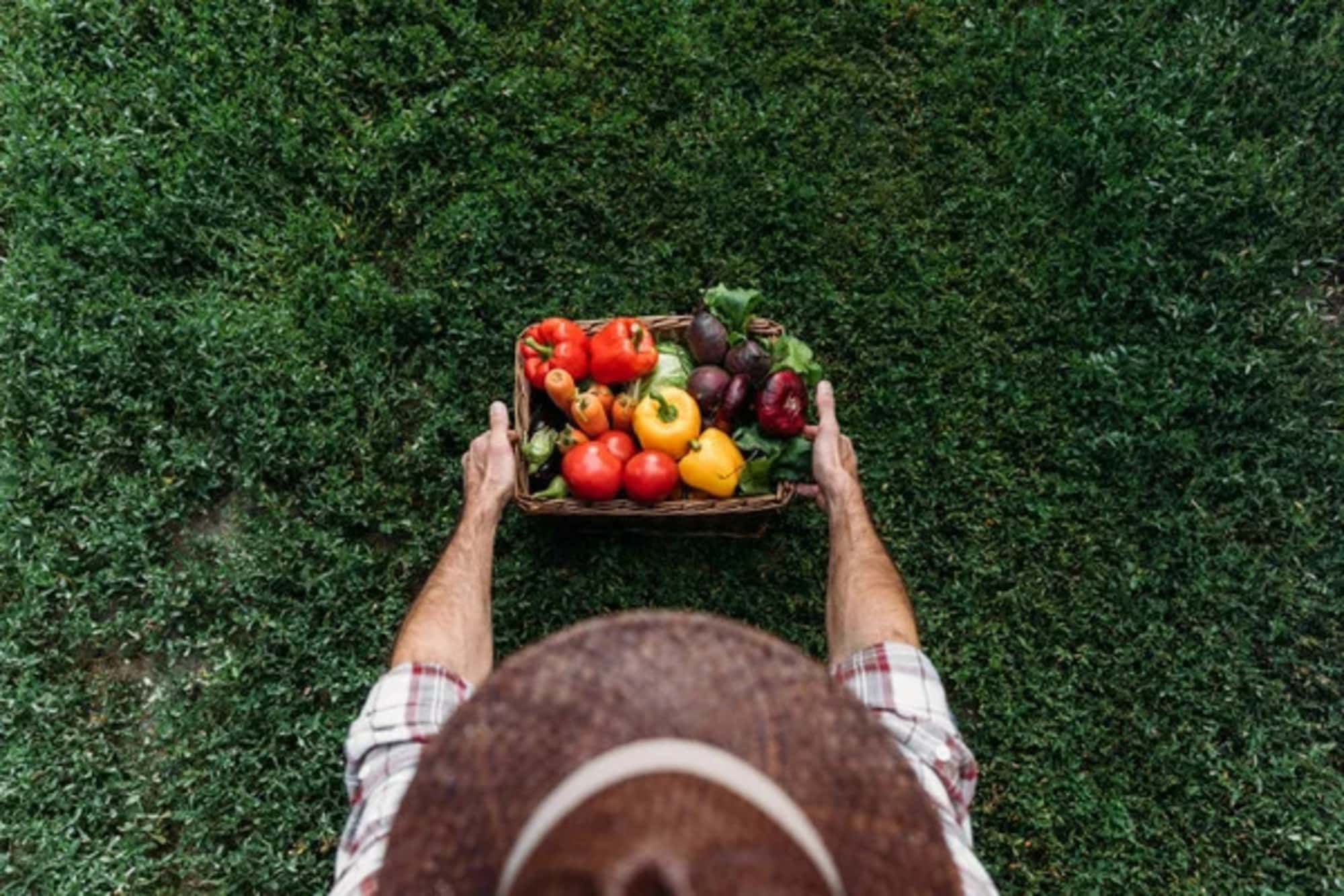 Cambiamento climatico, in che modo incide sull'agricoltura?