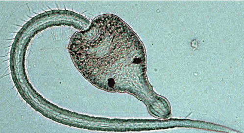parassita