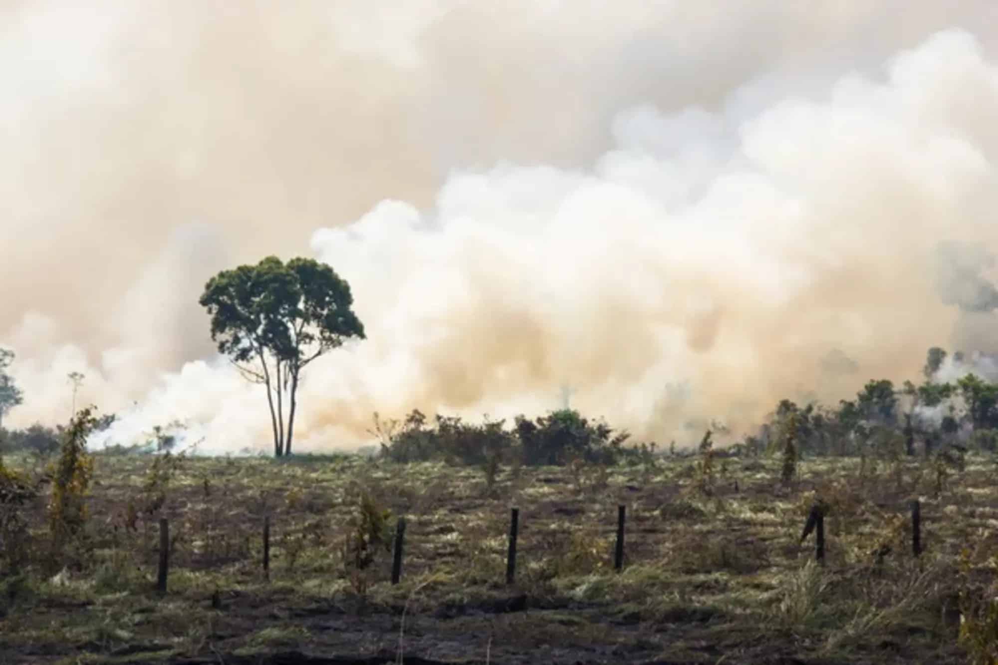 Foresta amazzonica: la minaccia del degrado e della deforestazione