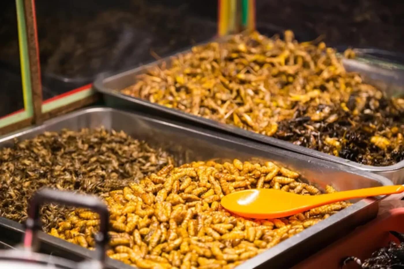 Insetti a tavola? Nei supermercati è arrivata la farina di grilli