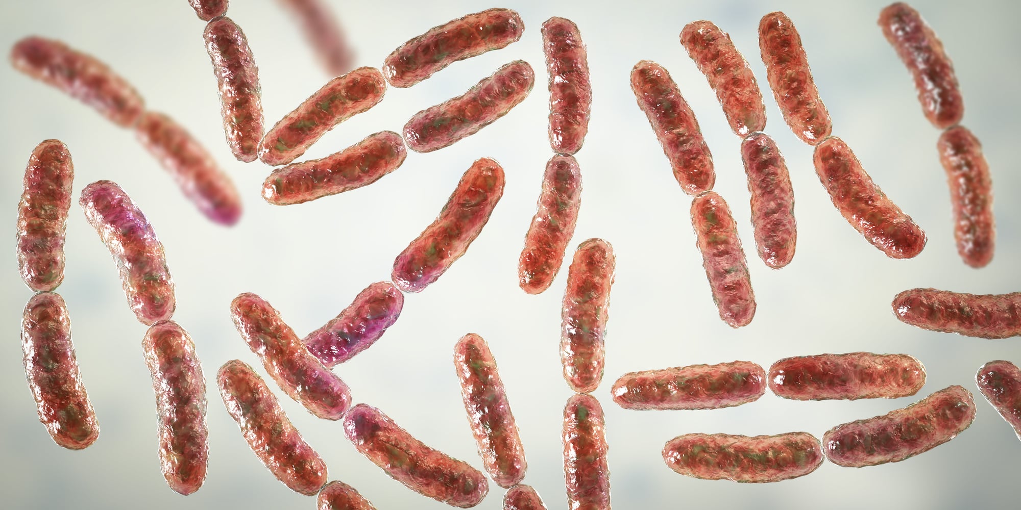 Ricostruzione 3D dei batteri Lactobacillus presi in esame nel presente studio.