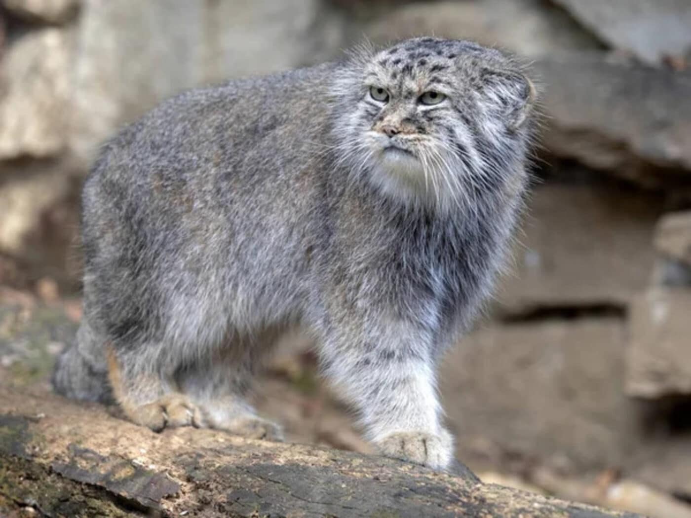 Due gatti vivono sul monte Everest: è una specie rara in via di estinzione