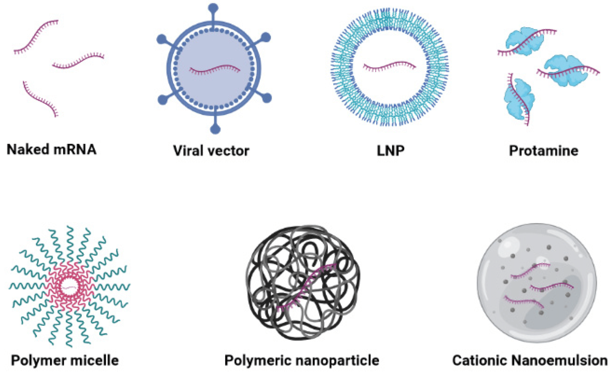 Credits: Bidram, M.; Zhao, Y.; Shebardina, N.G.; Baldin, A.V.; Bazhin, A.V.; Ganjalikhany, M.R.; Zamyatnin, A.A., Jr.; Ganjalikhani-hakemi, M. mRNA-Based Cancer Vaccines: A Therapeutic Strategy for the Treatment of Melanoma Patients. Vaccines 2021, 9, 106