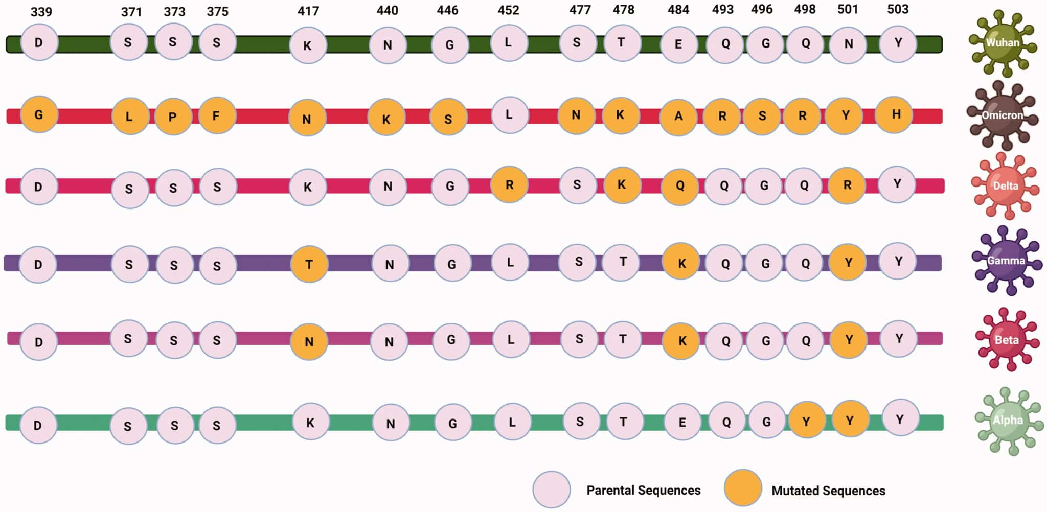Mutazioni nella catena degli amminoacidi delle principali varianti. Credits: PubMed