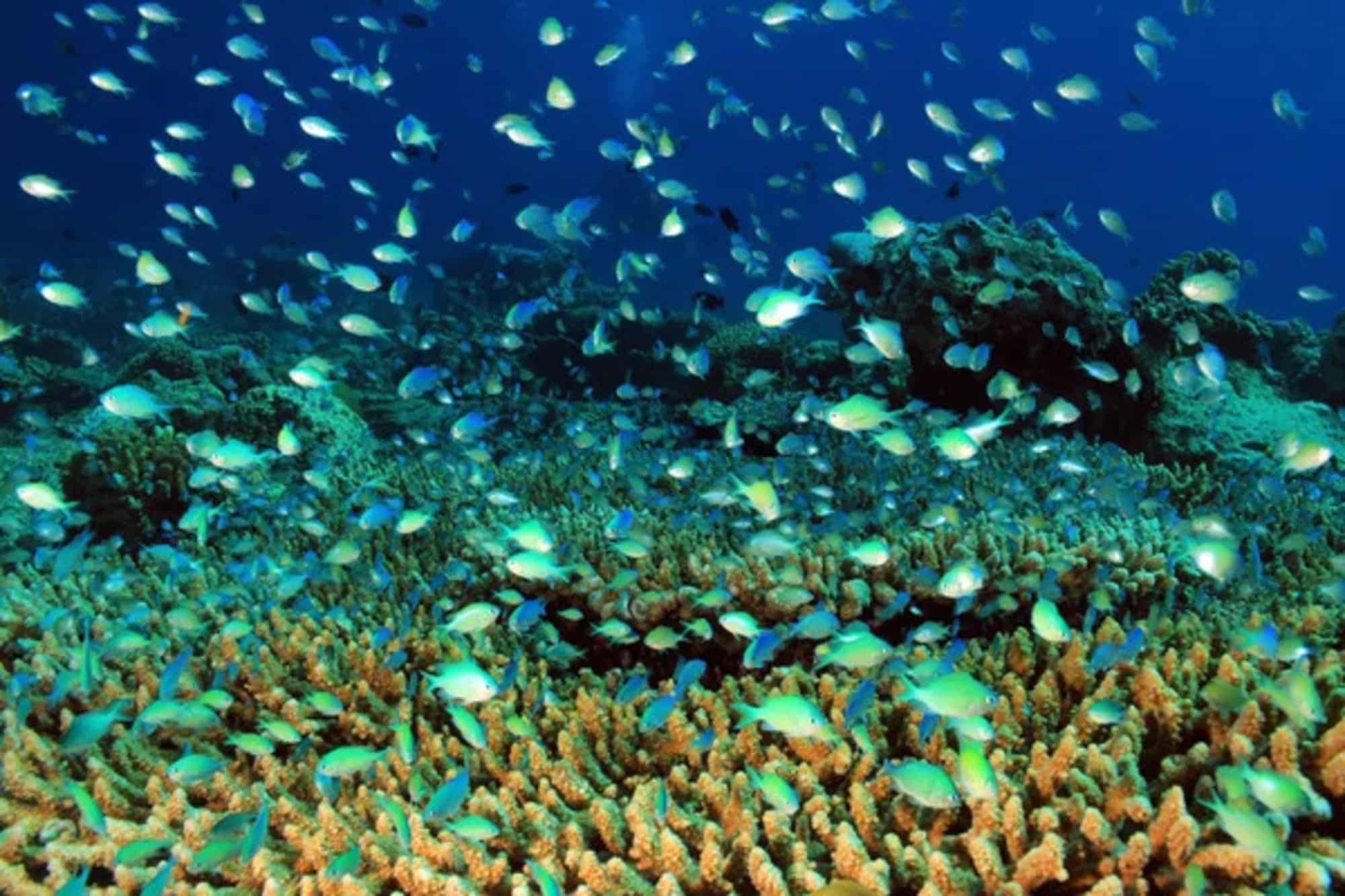Oceani, come sono legati al clima e al riscaldamento globale?
