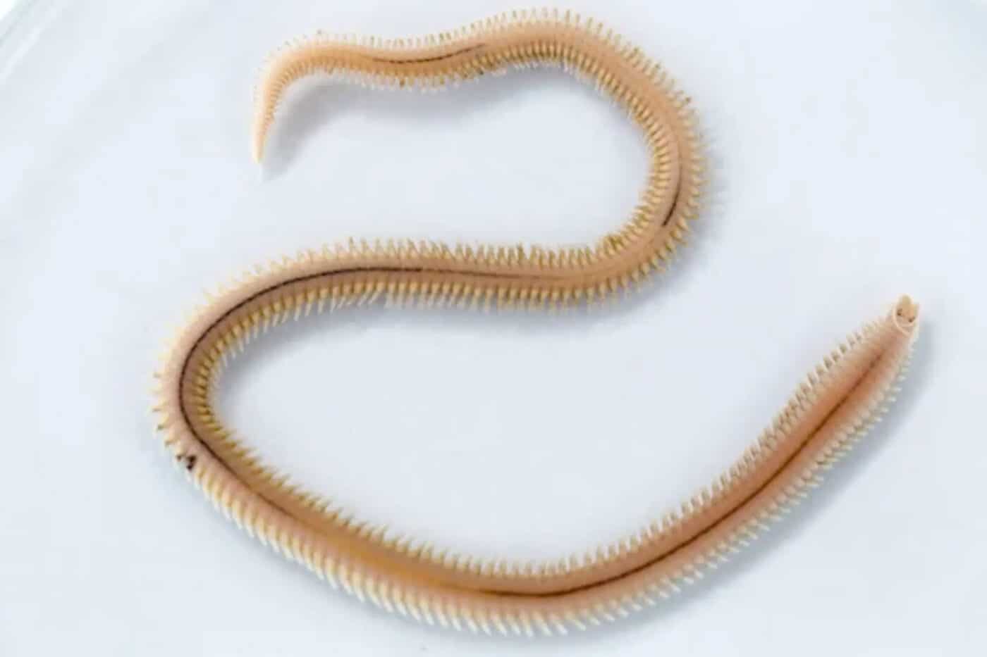 Ciclo vitale biologico degli animali, scoperto l'orologio che lo regola