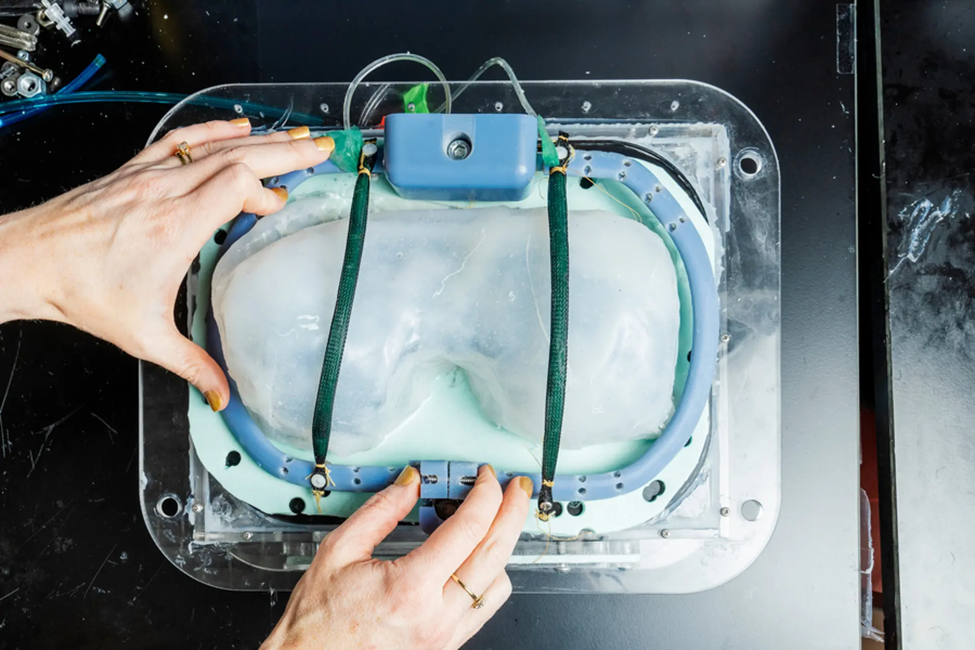 Il ventilatore polmonare impiantabile è costituito da due tubi gonfiabili (verdi) visti qui su un modello diaframma (bianco) - Credits: M. Scott Brauer