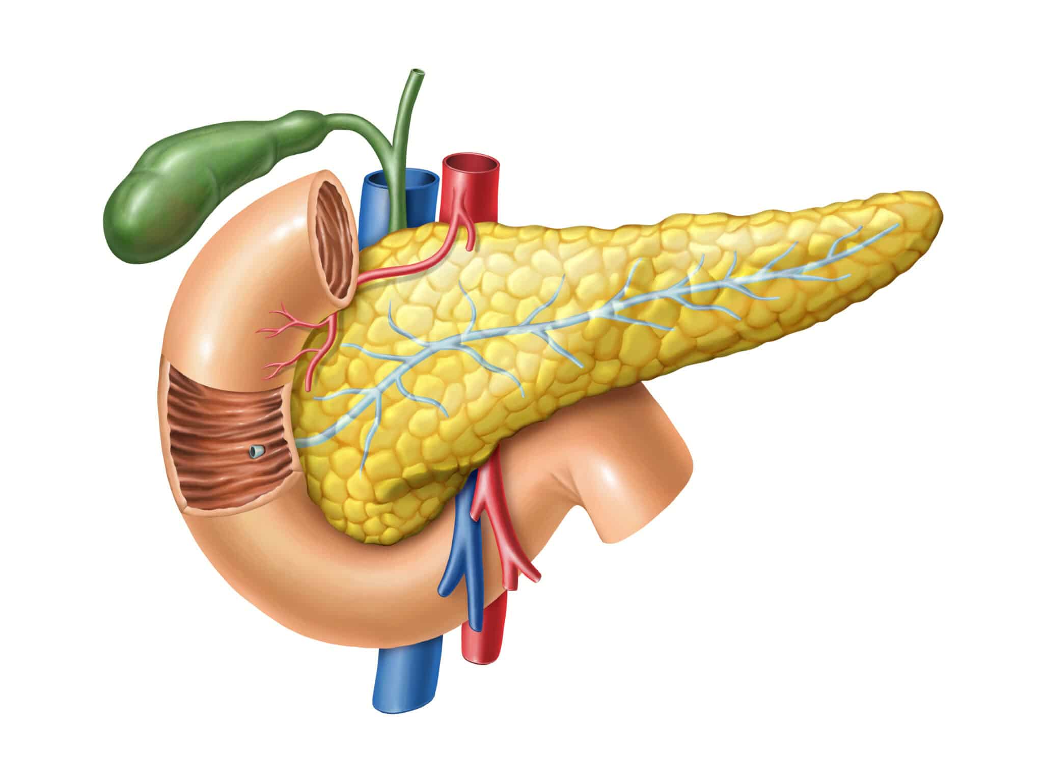 pancreas