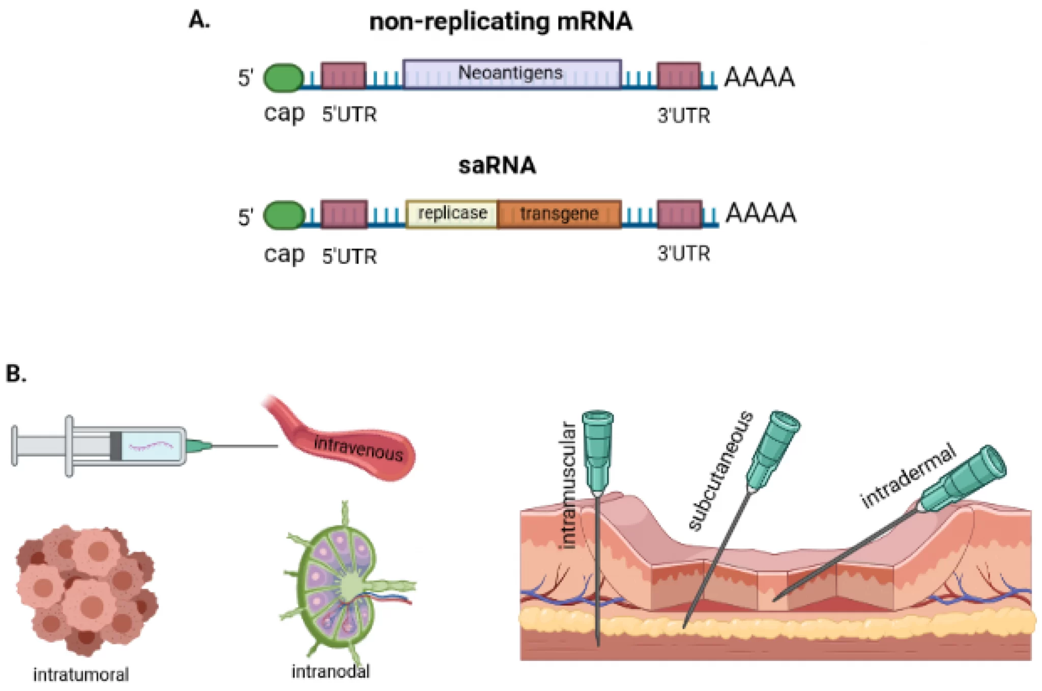Credits: Bidram, M.; Zhao, Y.; Shebardina, N.G.; Baldin, A.V.; Bazhin, A.V.; Ganjalikhany, M.R.; Zamyatnin, A.A., Jr.; Ganjalikhani-hakemi, M. mRNA-Based Cancer Vaccines: A Therapeutic Strategy for the Treatment of Melanoma Patients. Vaccines 2021, 9, 106