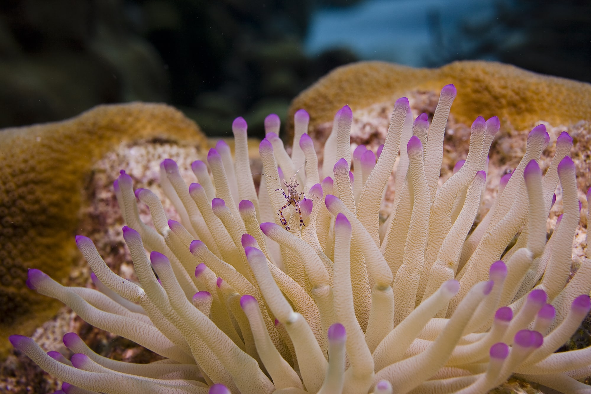 In figura un anemone marino dei Caraibi.