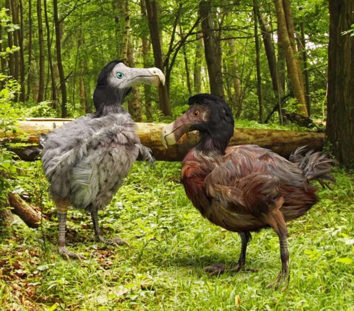 Estinzione dodo: ora si cerca di riportare in vita l'animale - 