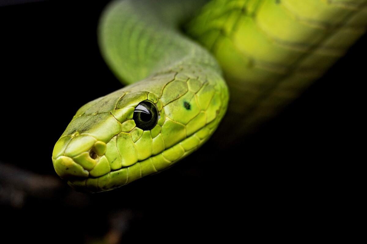 In futuro l'uomo potrebbe avere un morso velenoso come i serpenti - Serpente - Pixabay