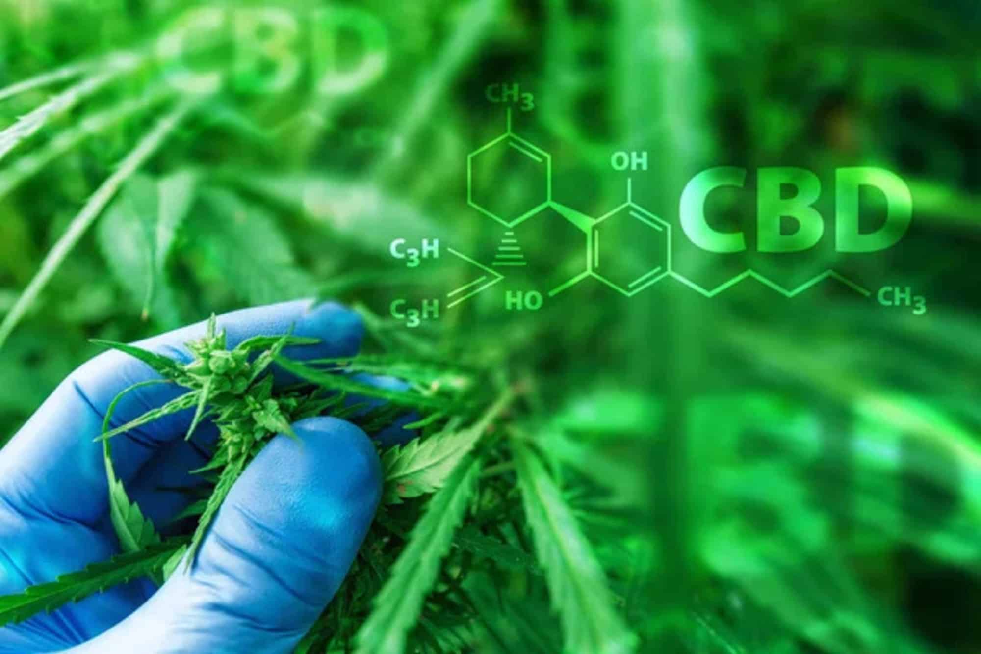 Benefici per la salute e proprietà terapeutiche del CBD