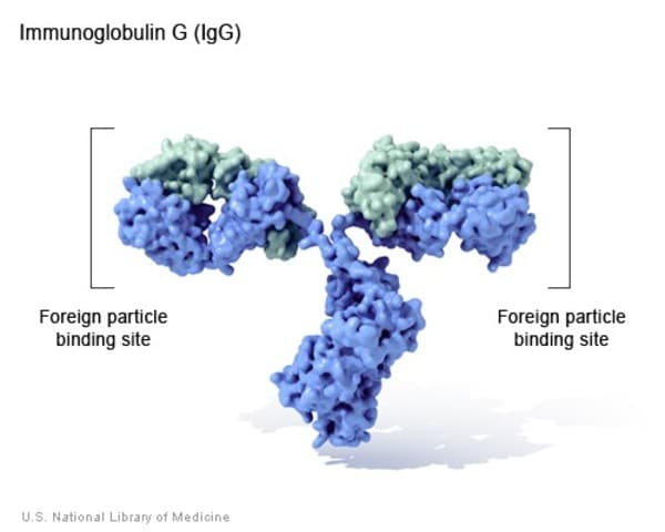 Immunoglobulina G (IgG): si tratta di una proteina che rientra tra gli anticorpi - Credits: US National Library of Medicine