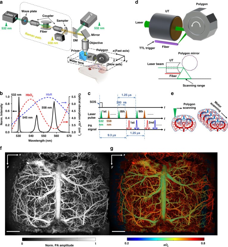 Microscopia fotoacustica funzionale ultraveloce (UFF-PAM) con elevata velocità di imaging e ampio campo visivo - Credits: Light: Science and Applications