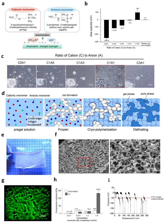 Ingegneria di un hydrogel ottimizzato con una struttura porosa per la coltura 3D di NSC. (a,b) Analisi dei vari hydrogel caricati per l'attaccamento cellulare di NSC. (c) Immagini di contrasto di fase di NSC su hydrogel caricati differenzialmente come C0A