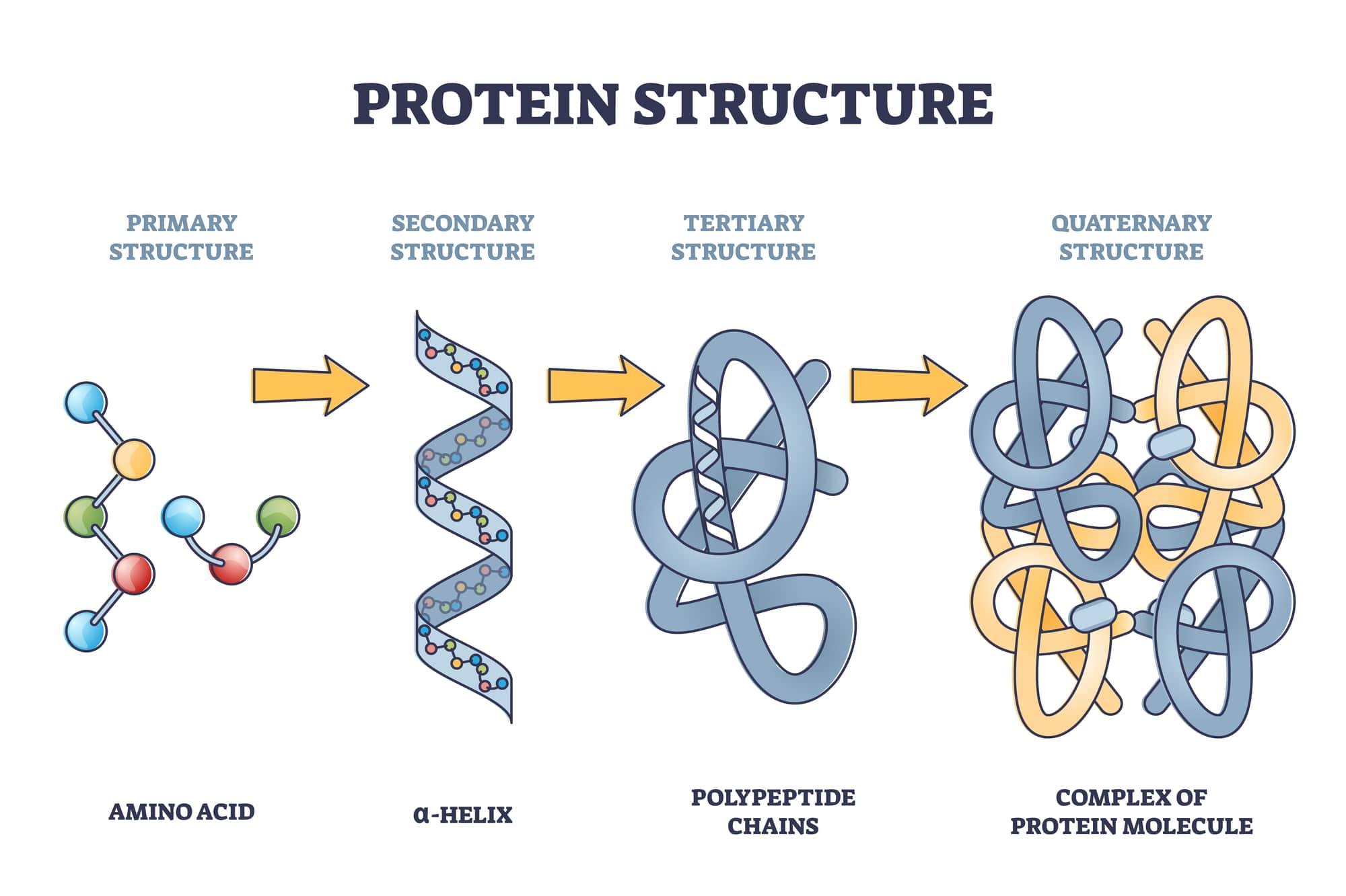 Le possibili strutture delle proteine.