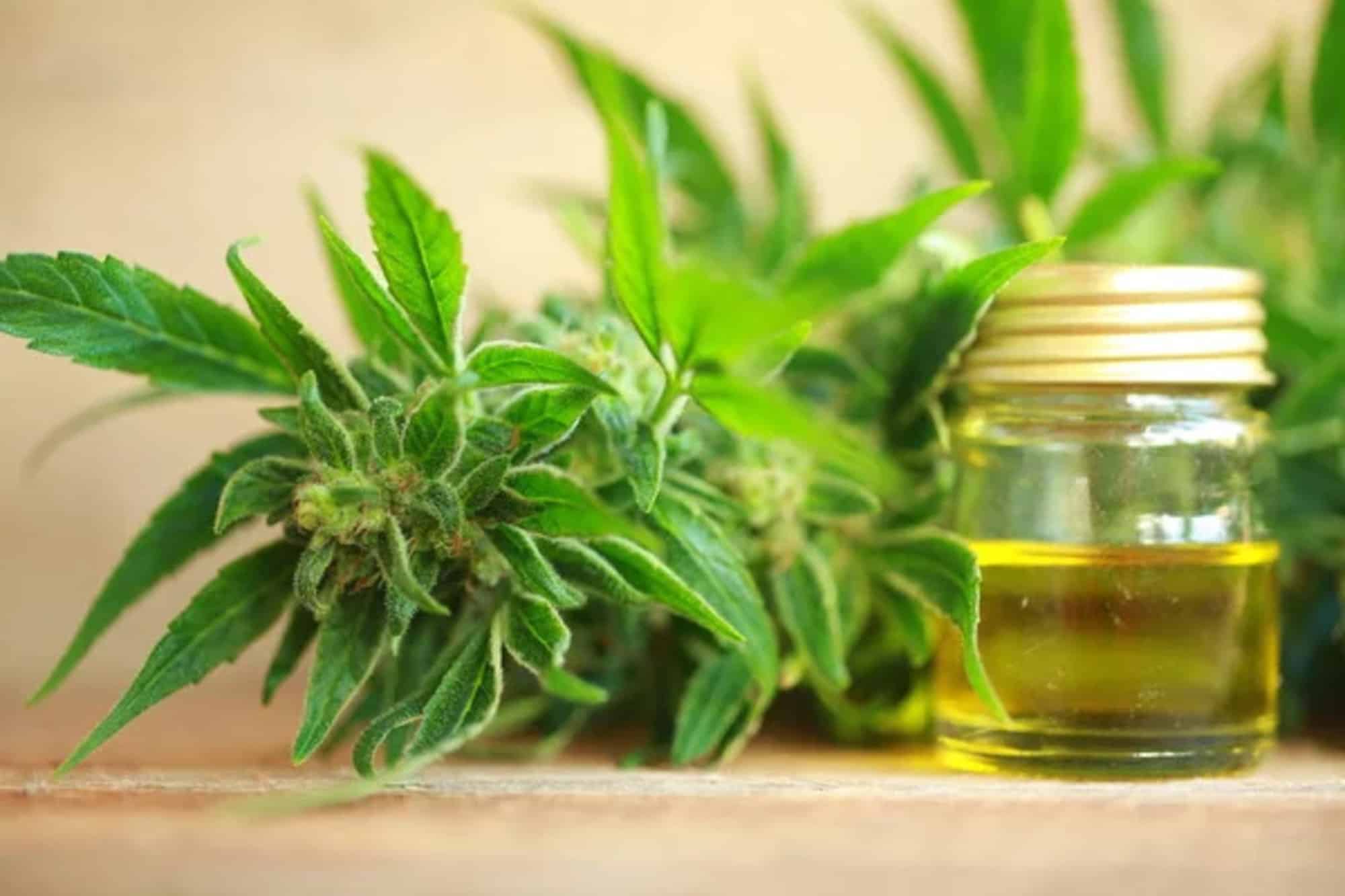 Benefici per la salute e proprietà terapeutiche del CBD