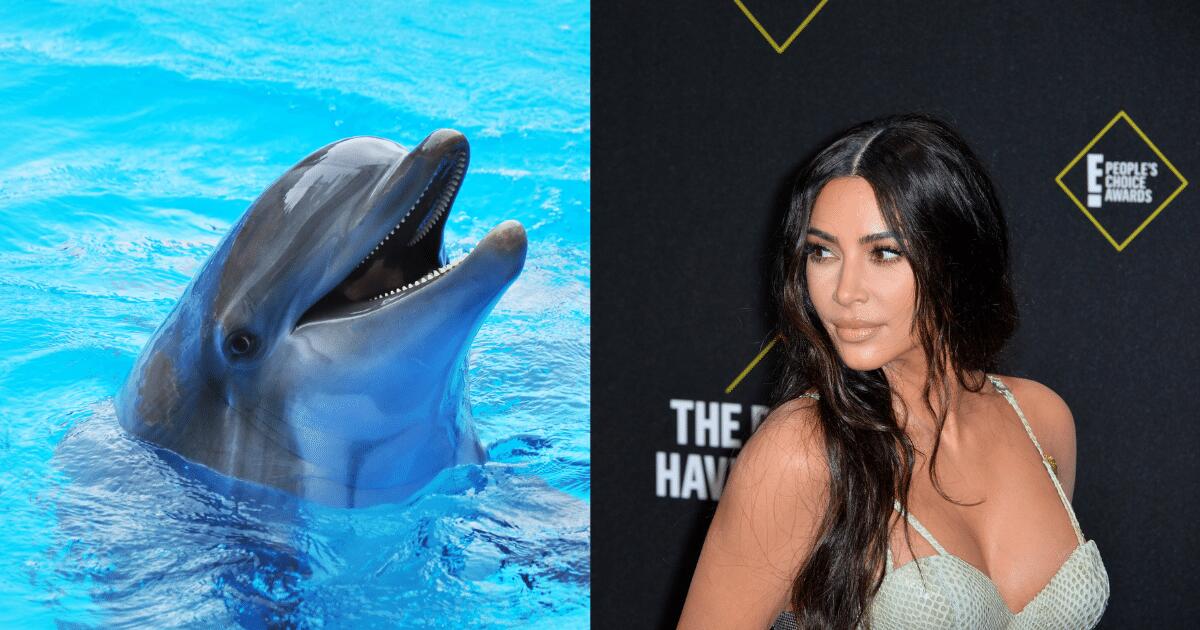 Cos'hanno in comune Kim Kardashian e i delfini? Lo stesso registro vocale - 