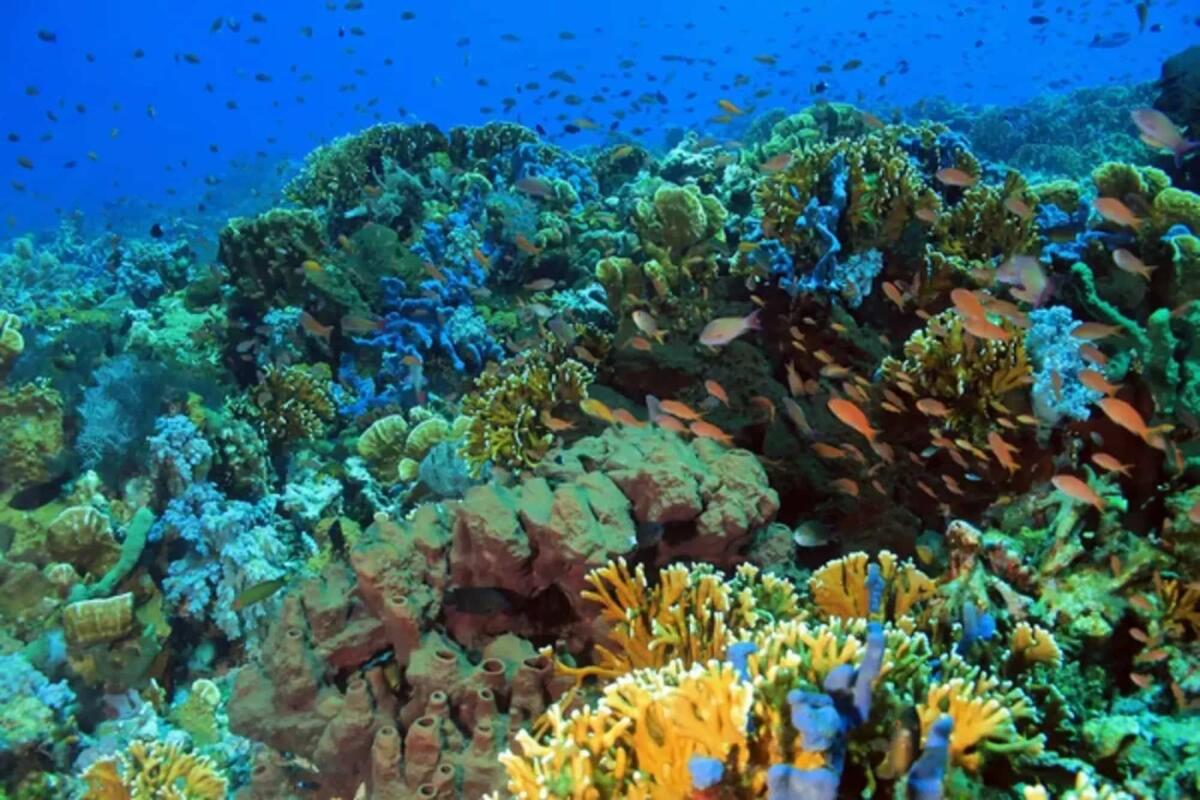 Trattato per l'alto mare: raggiunto l'accordo storico dell'ONU per proteggerlo - 