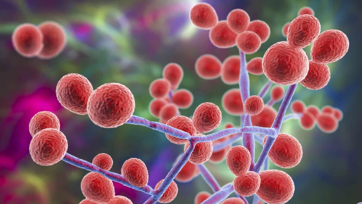 Candida auris: sintomi, diagnosi, cura e prevenzione - Candida fungi, Candida albicans, C. auris and other human pathogenic yeasts, 3D illustration