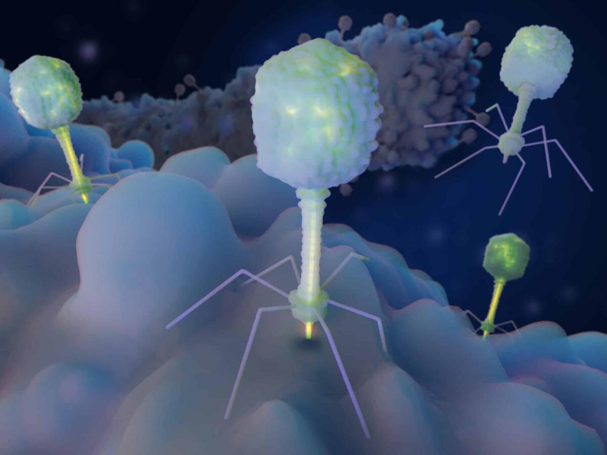 Superbatterio creato in laboratorio, è resistente ai virus - Phages inject their RNA/DNA in specific bacteria strains, replicate and burst out of them. Phages are a possible therapy against multi-drug-resistant bacteria.