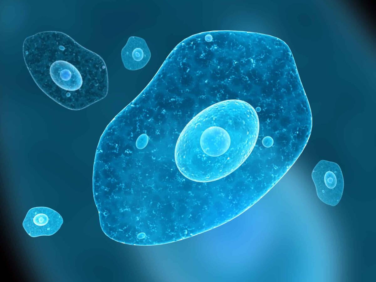 Ameba mangia cervello: uccide un uomo in Florida - Amoeba on blue background. 3d render