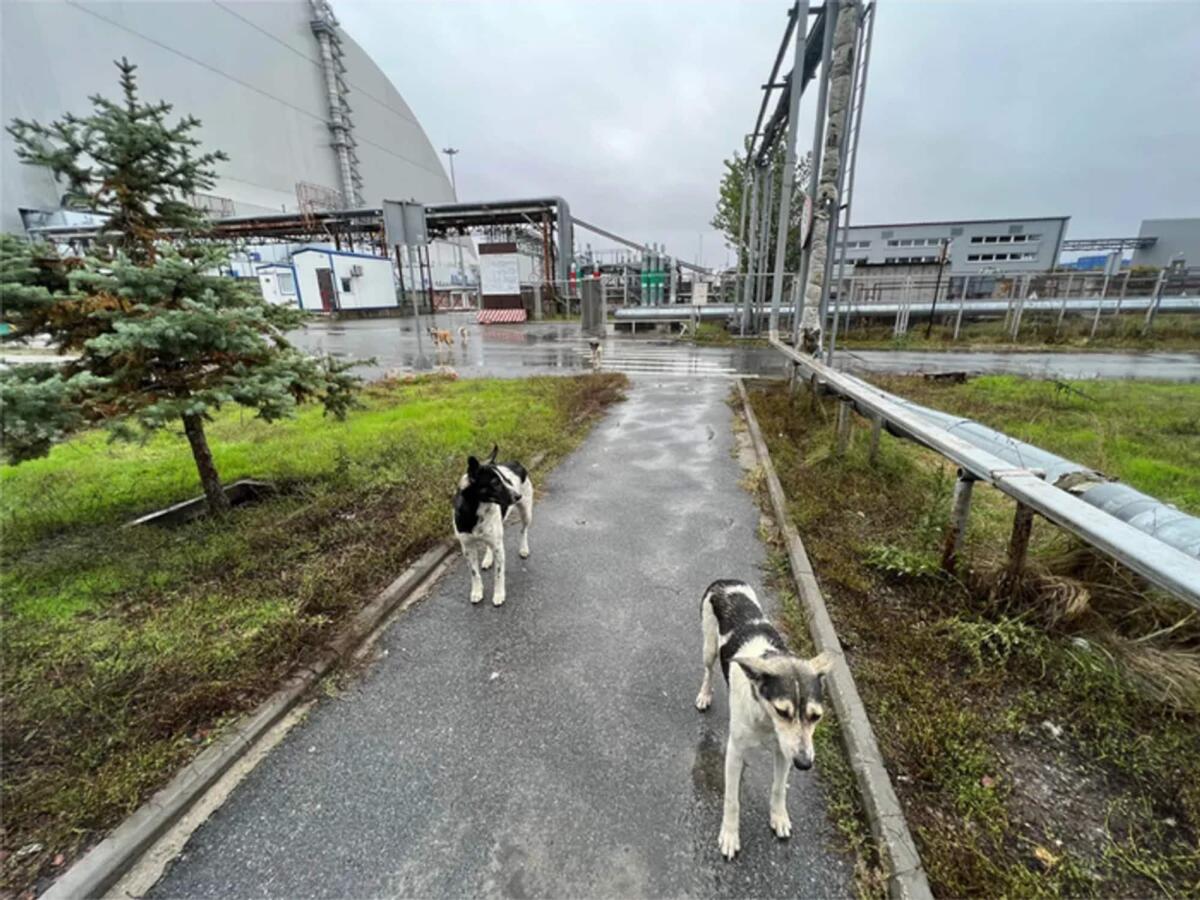 Cani di Chernobyl, le radiazioni li hanno modificati geneticamente - 