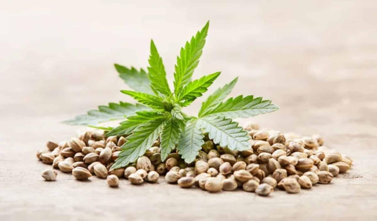 Il quadro normativo italiano sui semi di cannabis: una panoramica - 