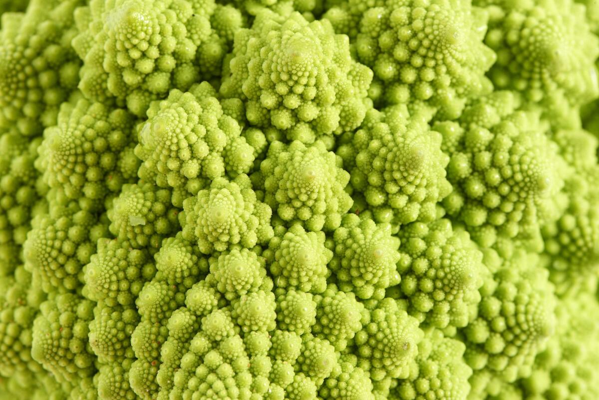 Frattali: cosa sono e perché potrebbero dirci qualcosa sui tumori? - Romanesco, a member of the brassica family eaten as a vegetable, background texture showing the shape which approximates a fractal, full frame close up image