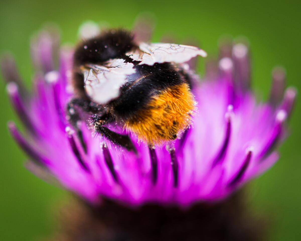 Bombi: sono capaci di risolvere puzzle e trasmettere le conoscenze - A macro shot of Bombus Terrestris or large earth bumblebeepollinating the beautiful purple flower