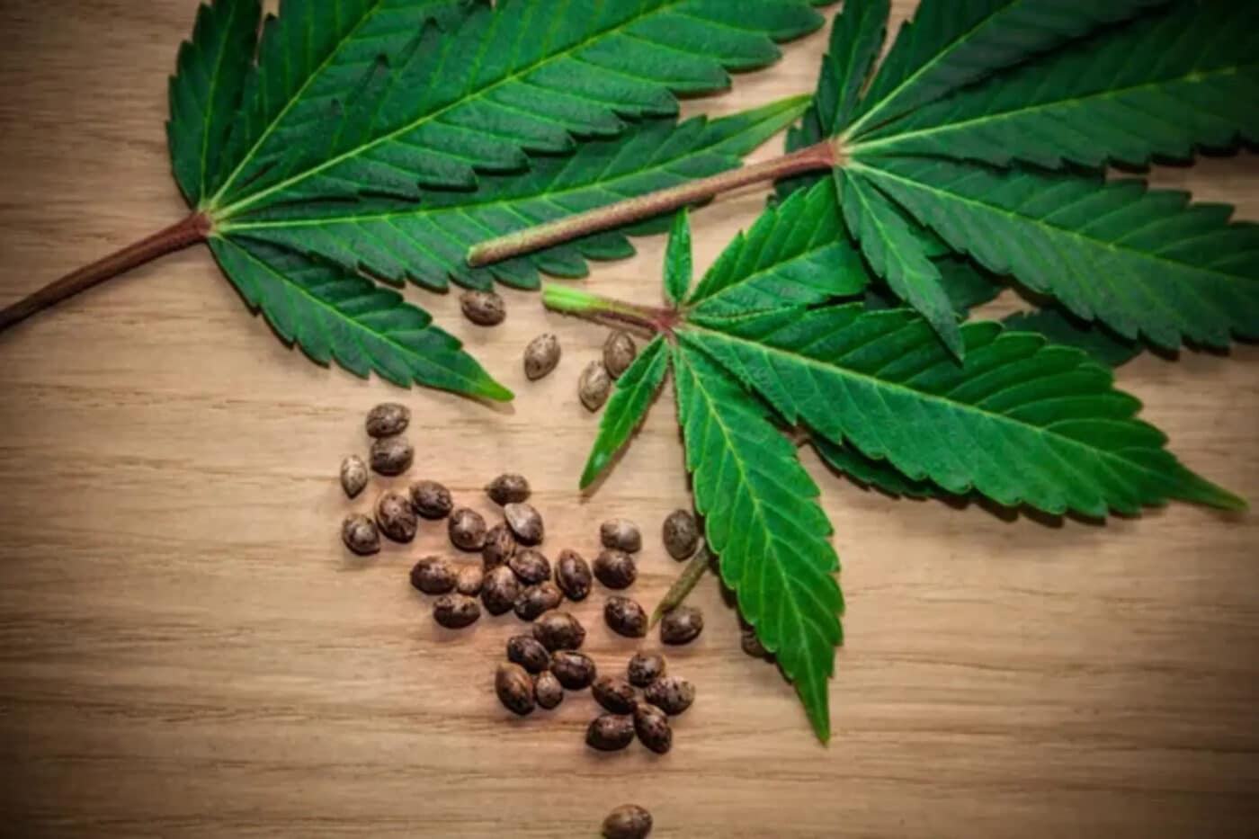 semi di marijuana