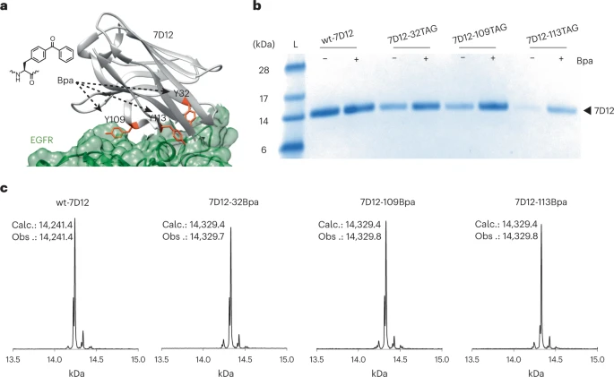 Incorporazione site-specific di Bpa in un frammento di anticorpi a catena singola, 7D12 - Credits: Nature Chemical Biology