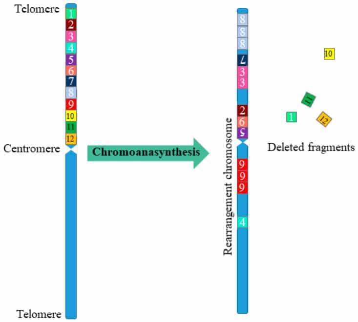 Schema di più riarrangiamenti cromosomici complessi durante la cromoanasintesi. Nella cromoanasintesi, a causa dell'assenza di replicazione del DNA, una parte del cromosoma (frammenti 1-12) subisce complessi riarrangiamenti. Nel cromosoma riorganizzato, o